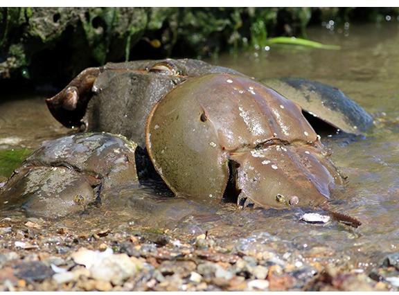 Every year on the first high tide of the first full moon in summer, horseshoe crabs (Limulus polphemus) come to the shoreline to mate and lay eggs  – @Christina Baal