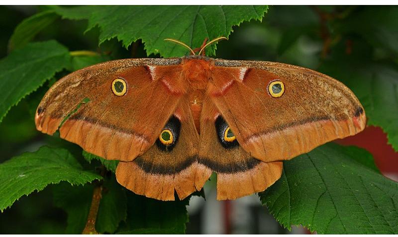 A female Polyphemus Moth (Antheraea polyphemus). From Wikimedia, The High Fin Sperm Whale