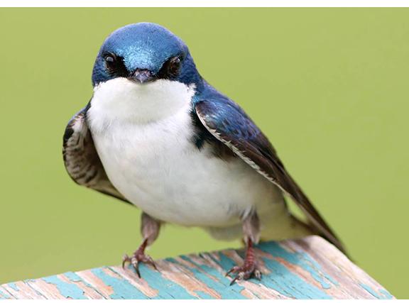 The tree swallow (Tachycineta bicolor) breeds in Canada and the US, including here in Marshlands Conservancy. It winters along southern US coasts, the Gulf Coast, Panama, parts of South America, and the West Indies – ©Christina Baal