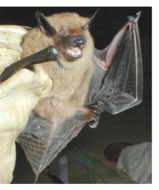 Big brown bat (Eptesicus fuscus) Photo: NPS