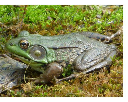 Male Green Frog. Photo: Wikimedia
