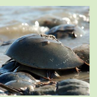 Horseshoe crab — Breese Greg, US Fish and Wildlife Service