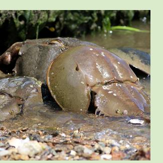 Every year on the first high tide of the first full moon in summer, horseshoe crabs (Limulus polphemus) come to the shoreline to mate and lay eggs  – @Christina Baal
