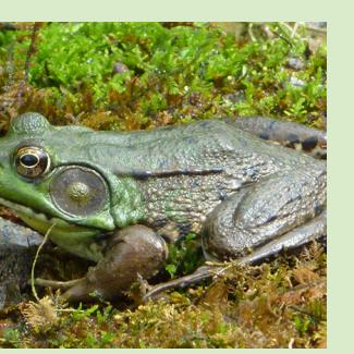 Male Green Frog. Photo: Wikimedia
