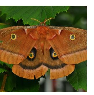 A female Polyphemus Moth (Antheraea polyphemus). From Wikimedia, The High Fin Sperm Whale