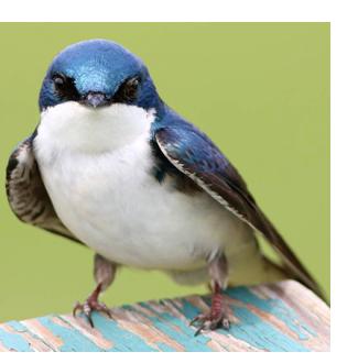 The tree swallow (Tachycineta bicolor) breeds in Canada and the US, including here in Marshlands Conservancy. It winters along southern US coasts, the Gulf Coast, Panama, parts of South America, and the West Indies – ©Christina Baal